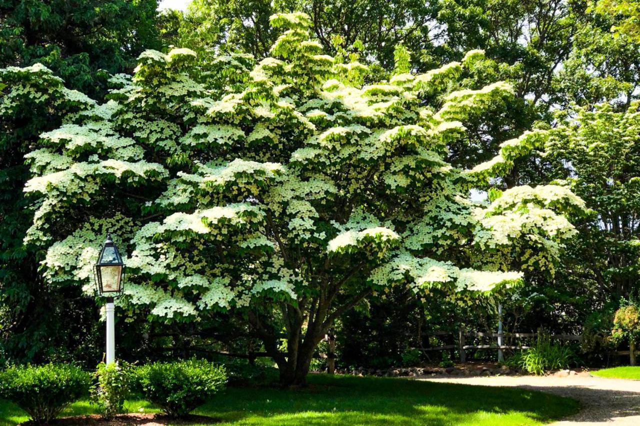 Villa Lily Hill Vineyard Haven Exterior foto